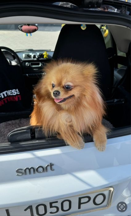 Смарт машина 451 год выпуска 2010