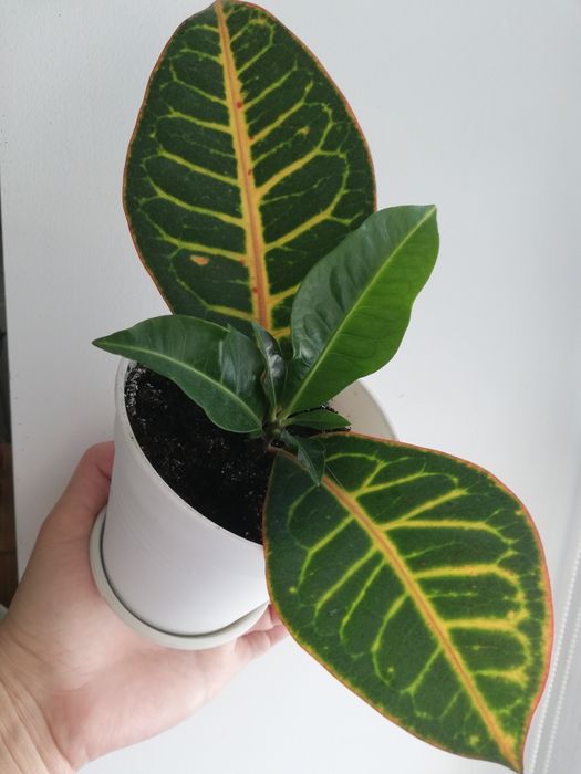 Кротон Петра молодий, укорінений