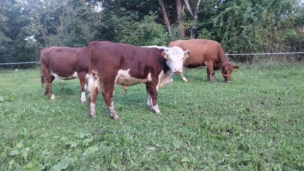 Hereford odsadki sprzedam