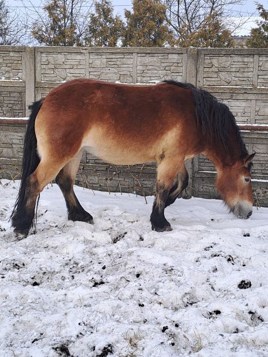 Sprzedam 3 klacze zimnokrwiste