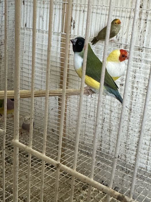 Diamantes gould