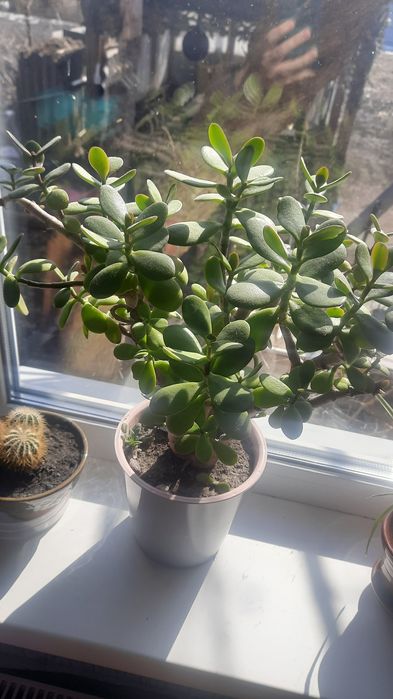 Грошове дерево або товстолист