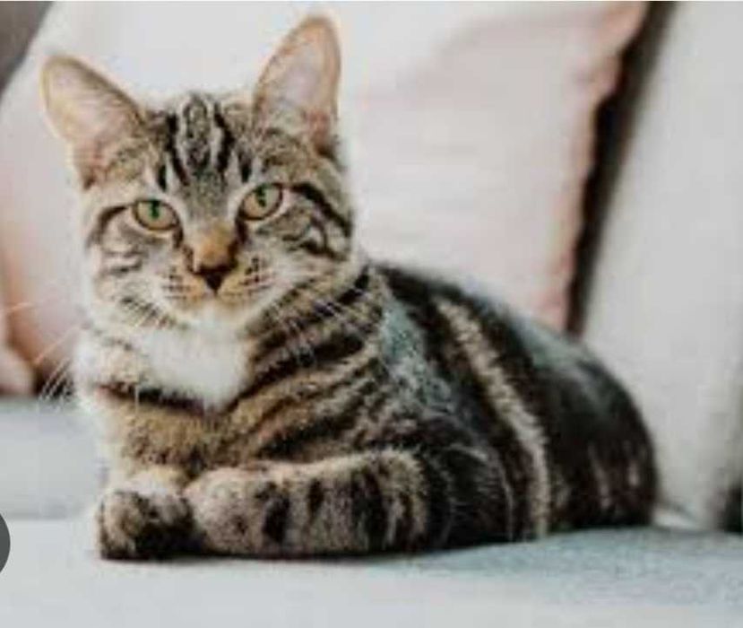 Serviços Cat Sitting - Ama de gatos - domicilio