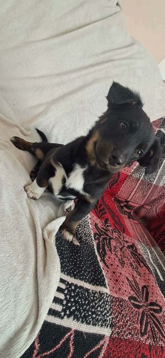 Szxzeniaki szukają domów