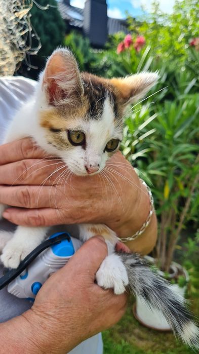 5 kociąt szuka kochających domów