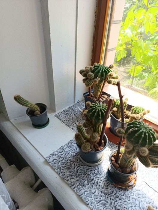 Кактус з дітками