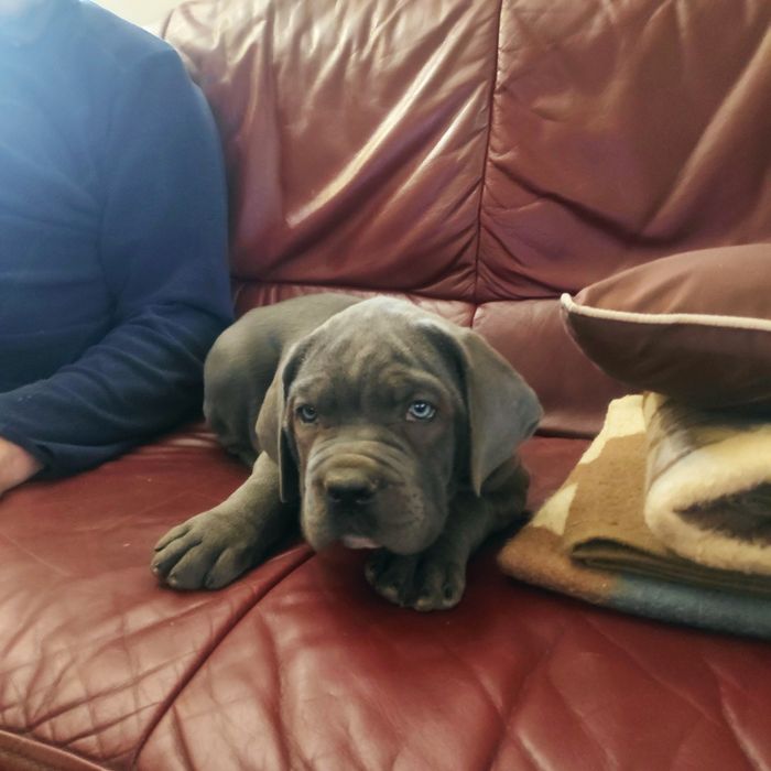 Cane corso niebieskooke szczenię z metryką FCI