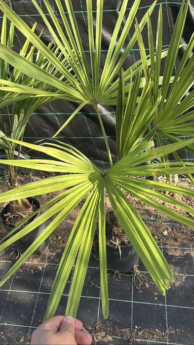 Palmeiras “Trachycarpus Fortunei”