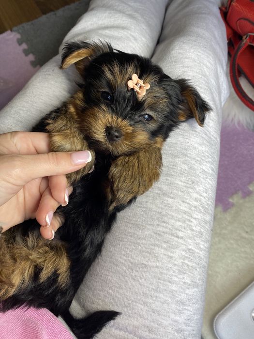 Шикарні цуценятка йорки