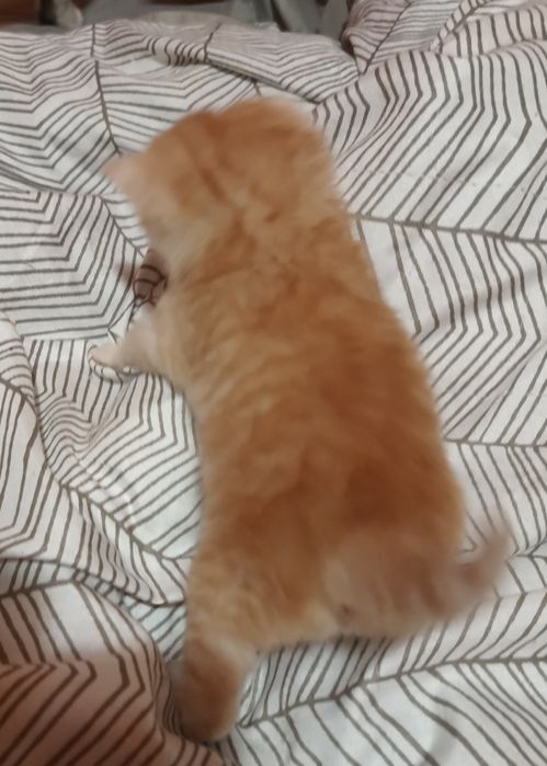 Kot szkocki do rezerwacji