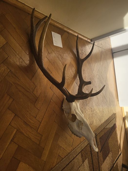 Poroże Jelenia z czaszką