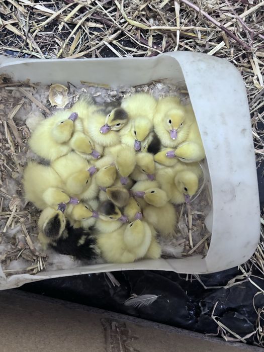 Patos  pequenos e grandes