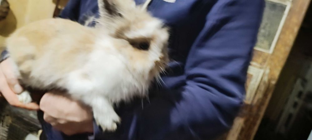 Miniaturki kroliczkow angora