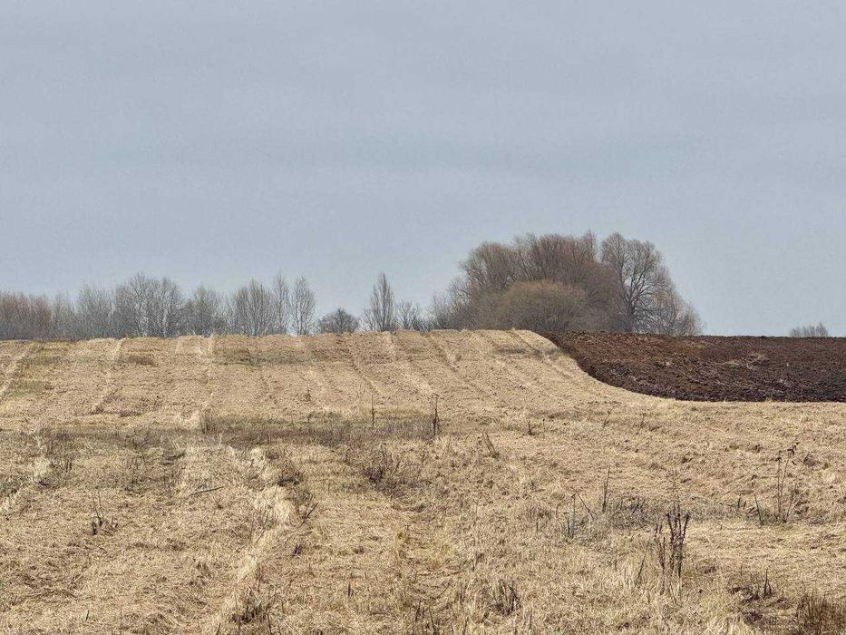 Земельний родючий масив у с. Воронькові ! По привабливій ціні!