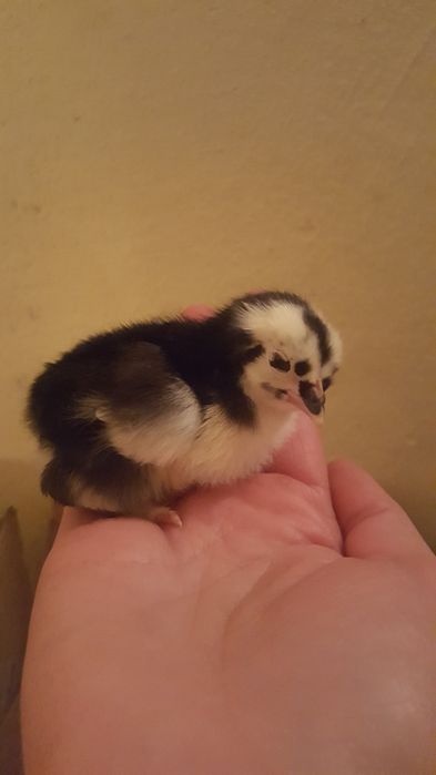 продаються курчата