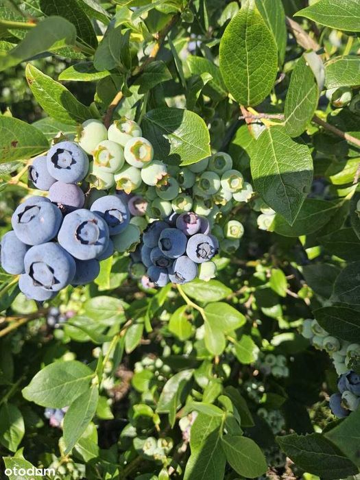 Działka inwestycyjna - uprawa borówek k.Kalisza
