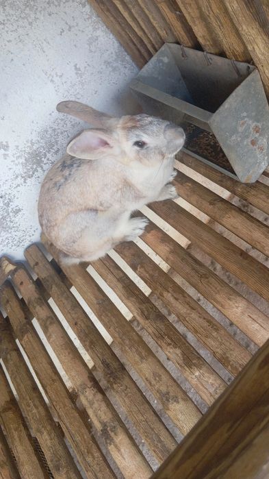 Vendo casal de coelhos