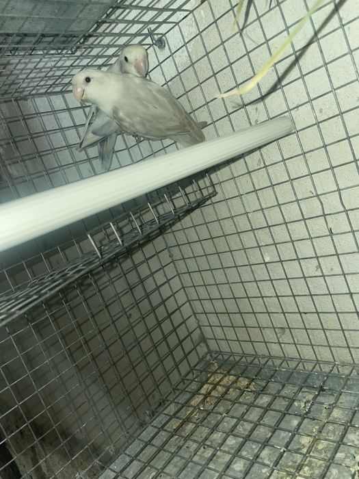 Agapornis  para cedencia