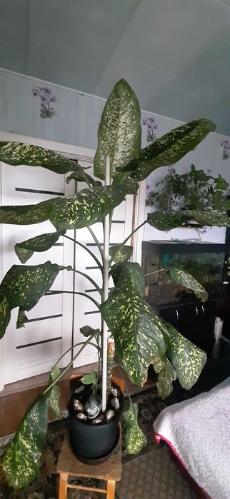 Продам диффенбафию