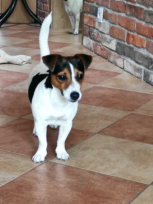 Jack Russell Terrier - suczki z domowej hodowli