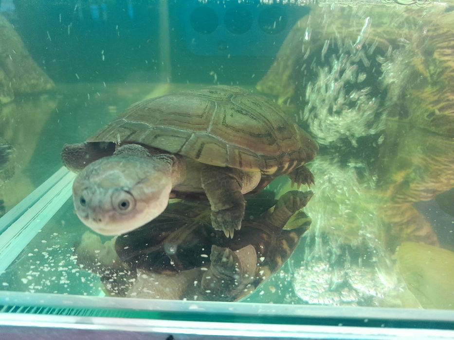 Zolw  wodnoladowy Pelomedusa subrufa