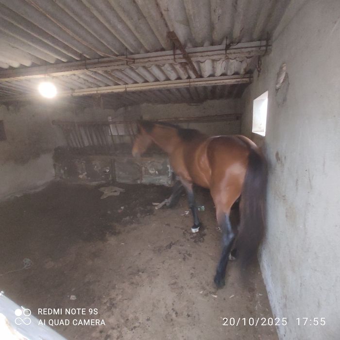 Cavalo luso inglês troco, vaca