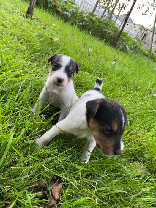 Щенята породи Фоктерєр-Ягтерєр