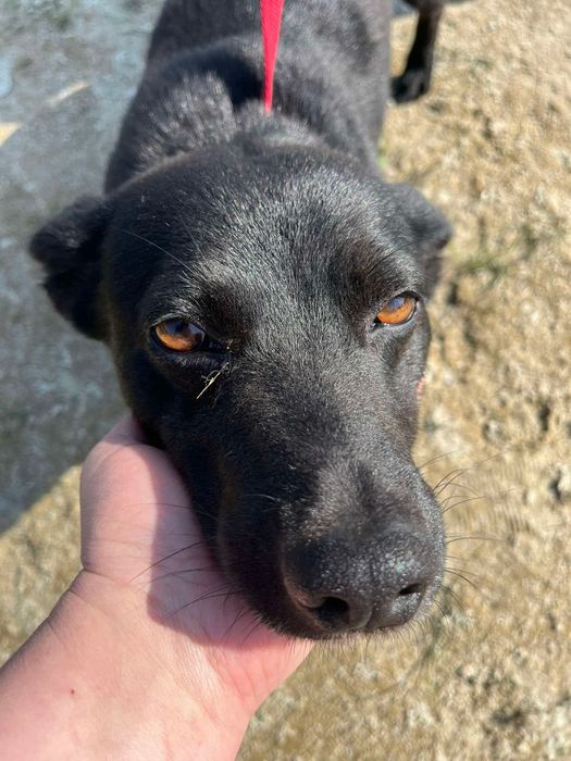 Kleszczyk - mały czarny psiak do adopcji!