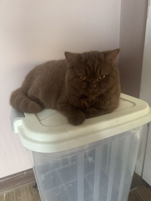 Kotka brytyjska niebieska kocieta koty brytyjskie FIFE FPL rodowod