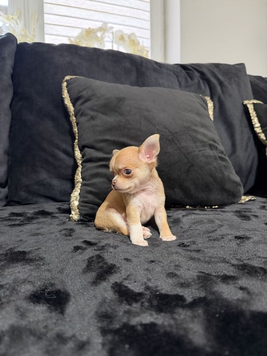 chihuahua krótkowłosy piesek