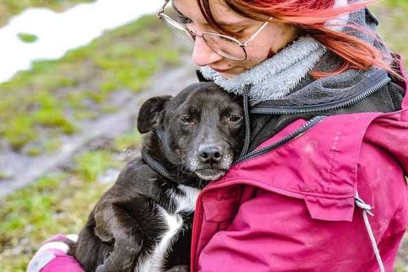 Ok. 5 letni pies Taco, dogaduje się z innymi psami