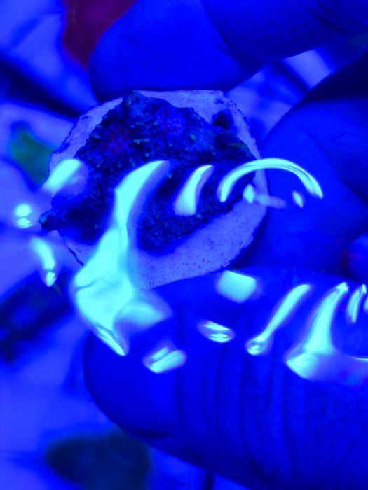 Akwarium morskie szczepki