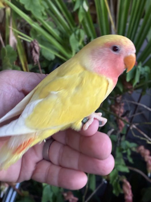 Agapornis domesticado