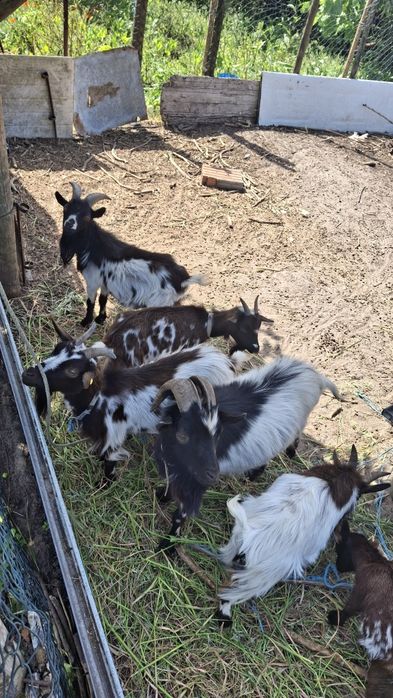 Lote Cabras Anãs