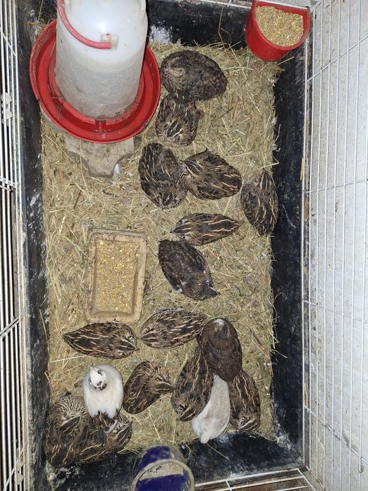 Przepiórki sprzedam