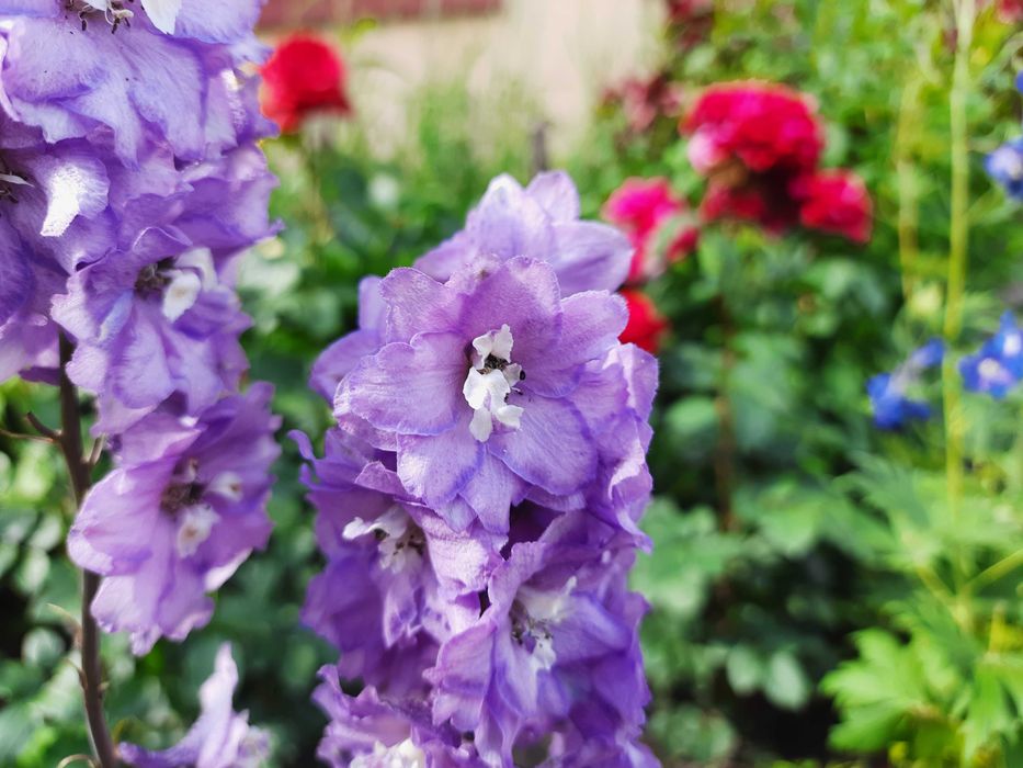 Насіння дельфініума багаторічного