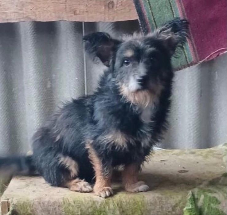 Тобік шукає сім‘ю! Вакцинований від сказу