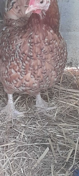Outtas aves  manderins