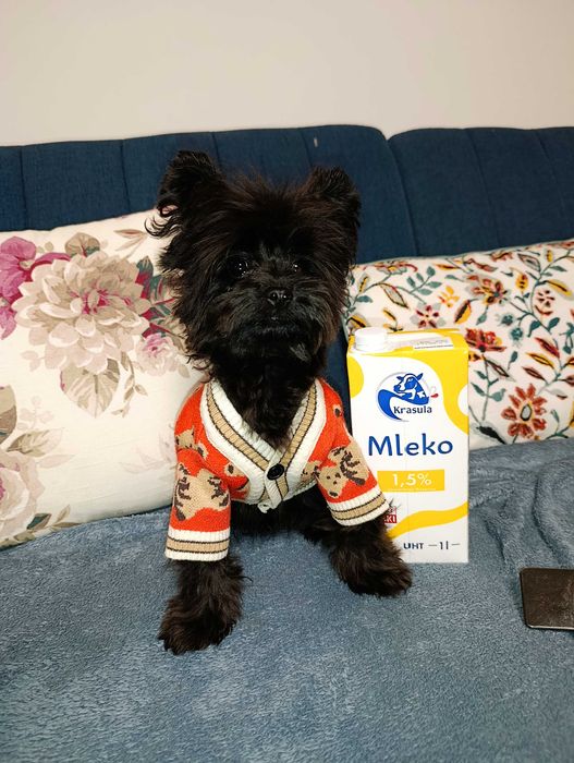 Pomapoo pudel Toy miniaturowy