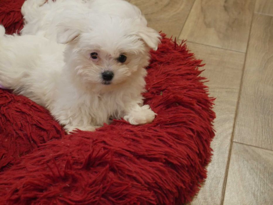 Maltańczyk - Mini chłopak