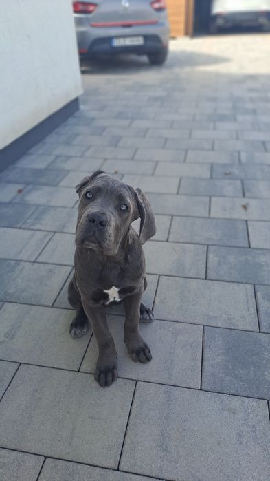 Cane Corso Italiano 10 mcy
