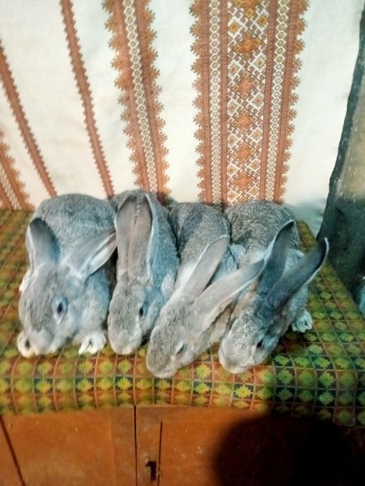 Кролі породи Шиншила