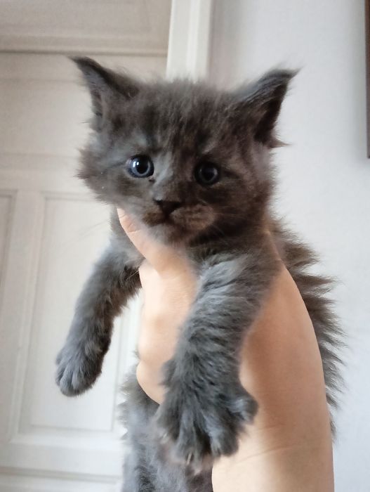 Maine coon niebieski dymny solid  kocur do hodowli FPL bez obostrzeń