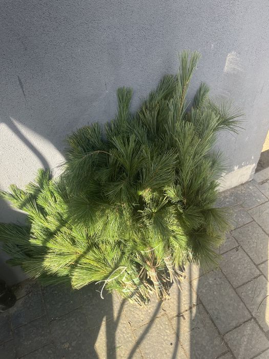 Gałęzie jodłowe !Stroisz jodłowy