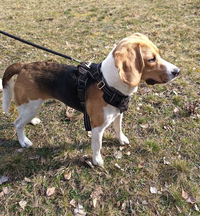 Szukamy domu dla pięknej suni w typie rasy Beagle