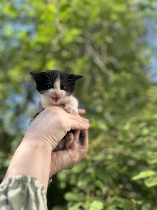 Котенок мальчик бесплатно