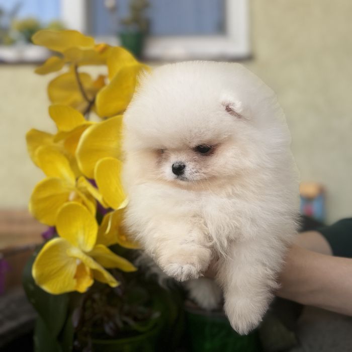 Хлопчику шоу класу тип ведмедика