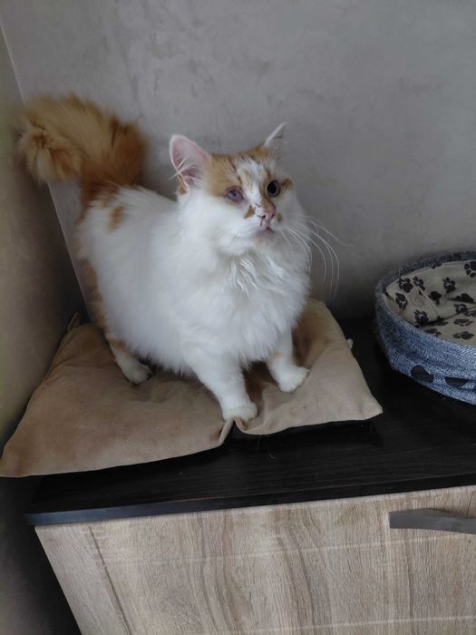 Котик в добрі руки