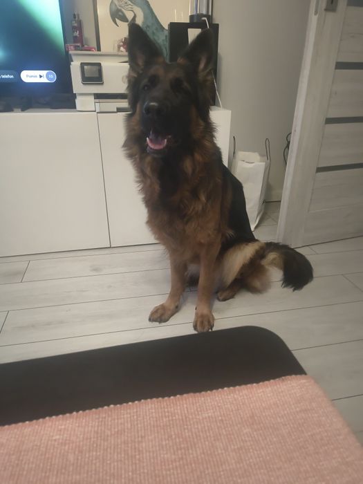 Pilnie oddam owczarka