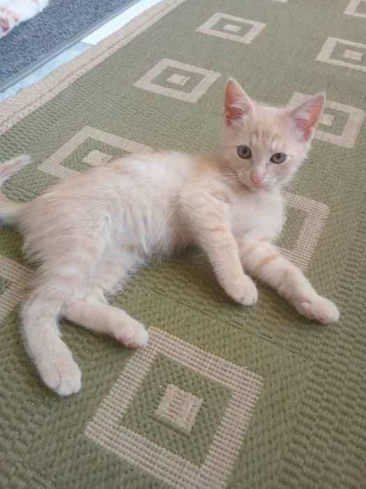 Персиковий хлопчик, кошеня, котеня